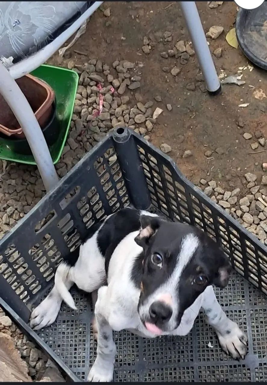 Adoção responsável cachorrinho (Macho) - Foto 4