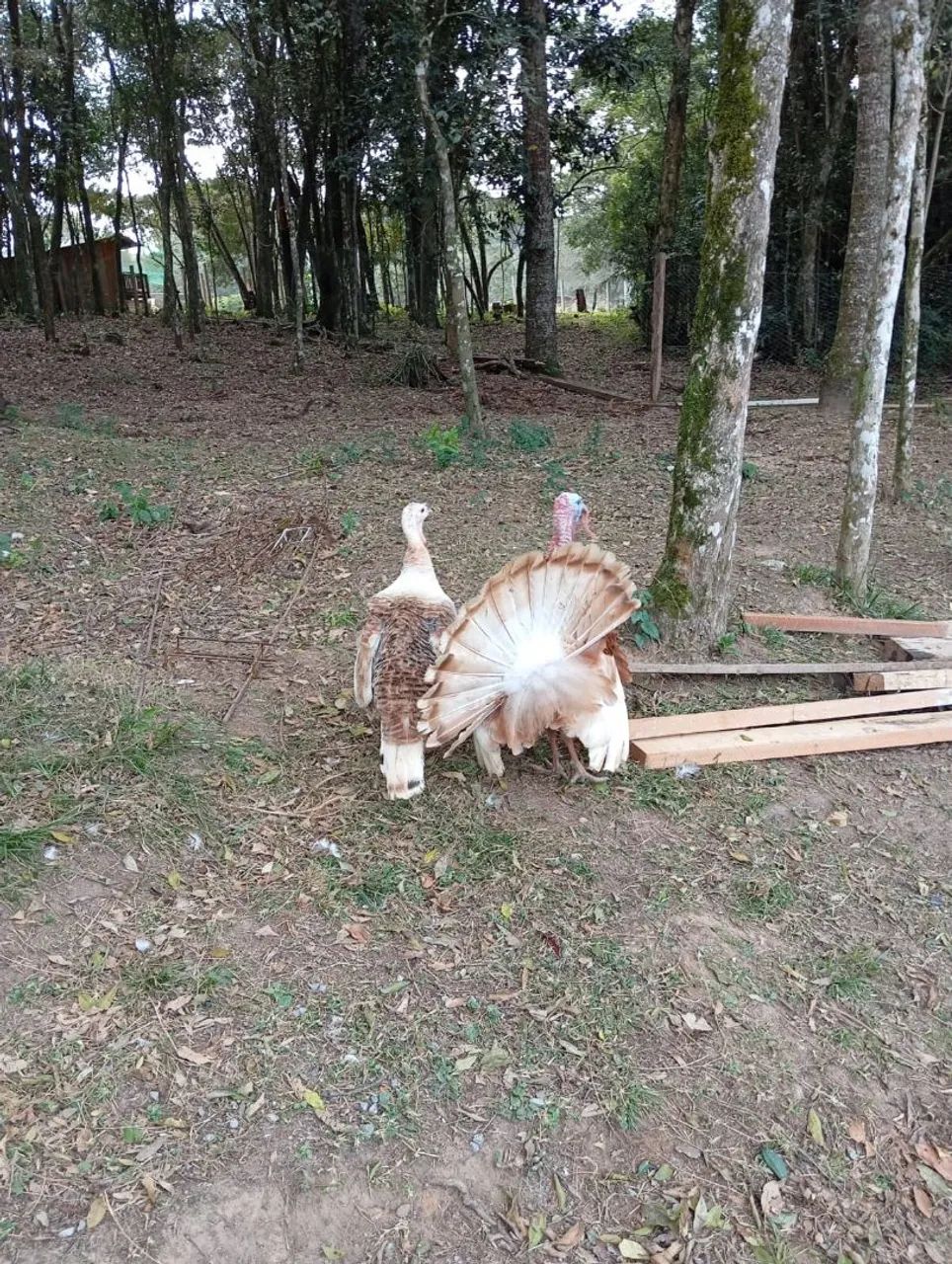 Vendo parte ideal de chácara  - Foto 4