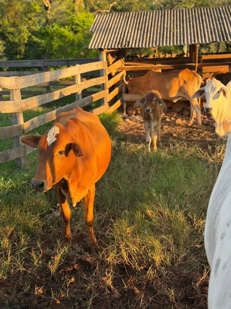 vaca prenha de 7 meses 