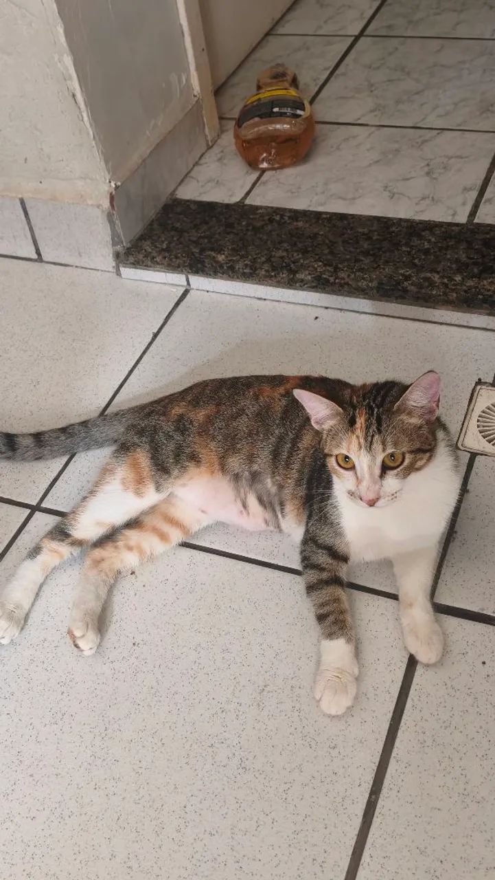 GATO | ADOÇÃO RESPONSÁVEL - Foto 2