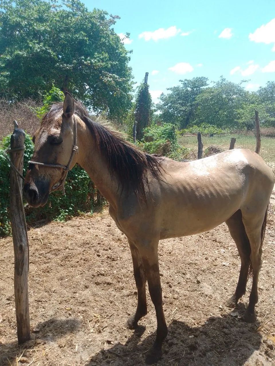 Potra - Foto 2