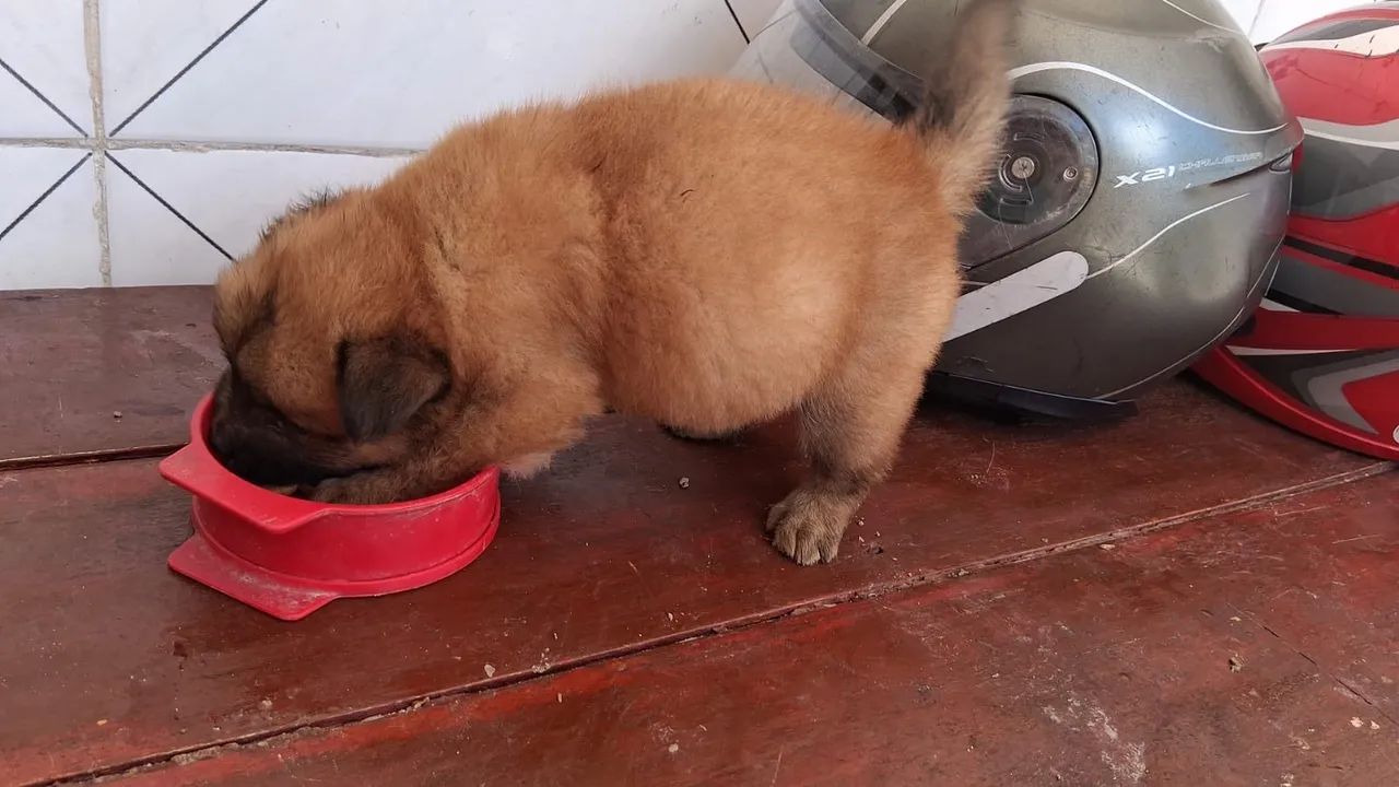 Chow chow - Foto 2