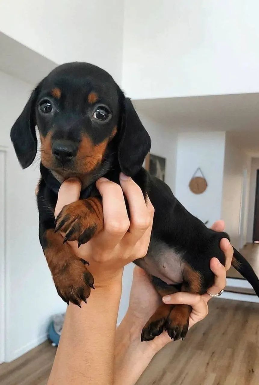 PROMOÇAO DE DASCHUND MINI  - Foto 3