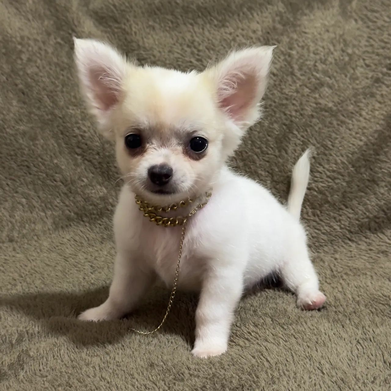 Filhote de chihuahua macho pelo longo contato; *