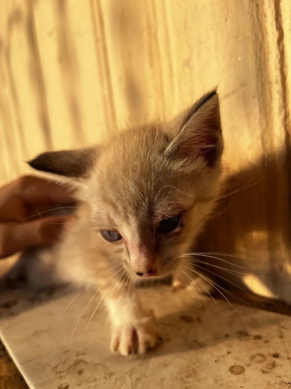 Gatinhas para doação  - Foto 4