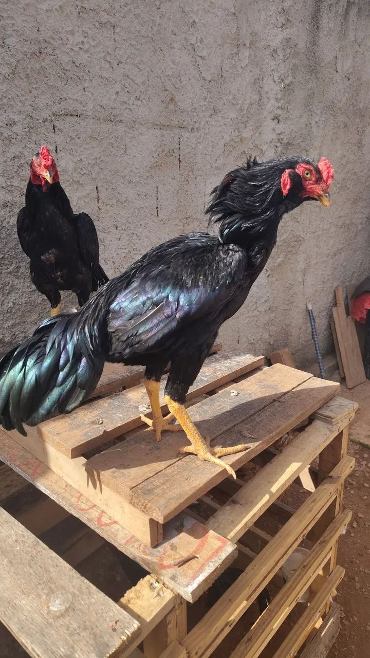 Aves saudáveis 
