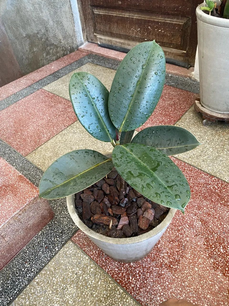 Fícus elástica Ruby  - Foto 4