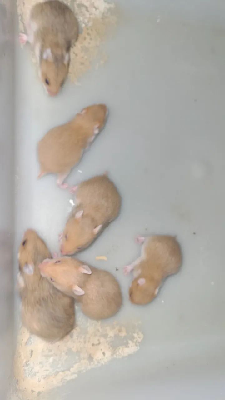 Hamster sirio - Foto 2