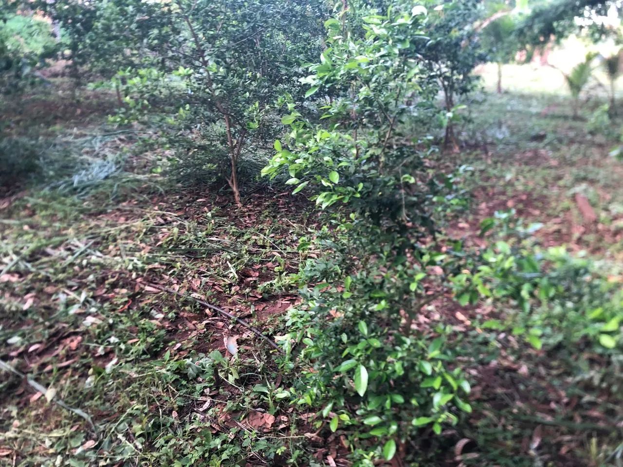 Vendo ou troco esse lote no centro de Tocantinópolis-TO - Foto 3
