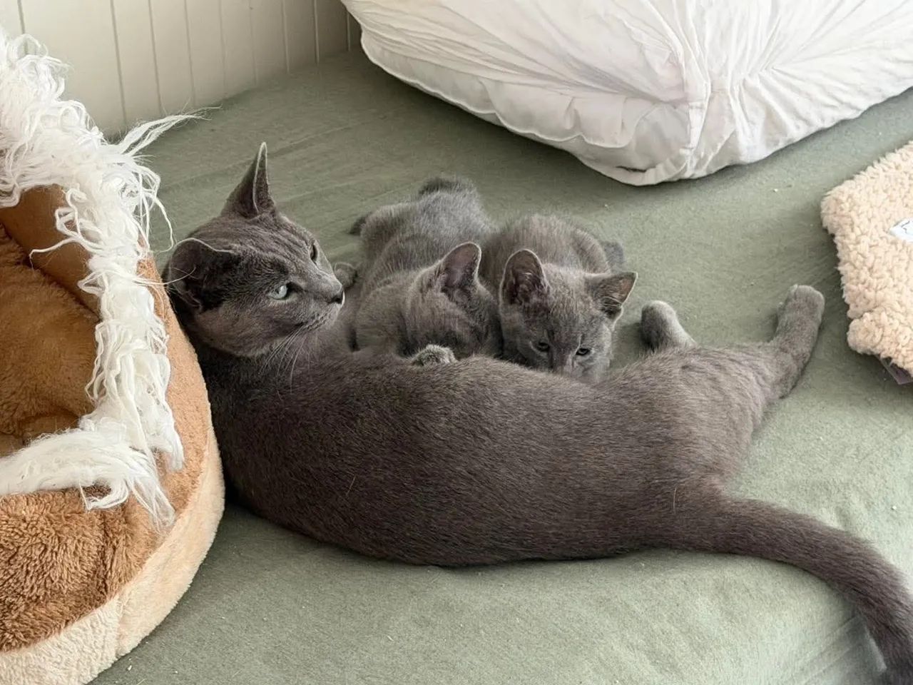 Russian blue 