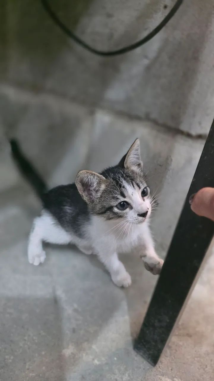 Gato para doação 