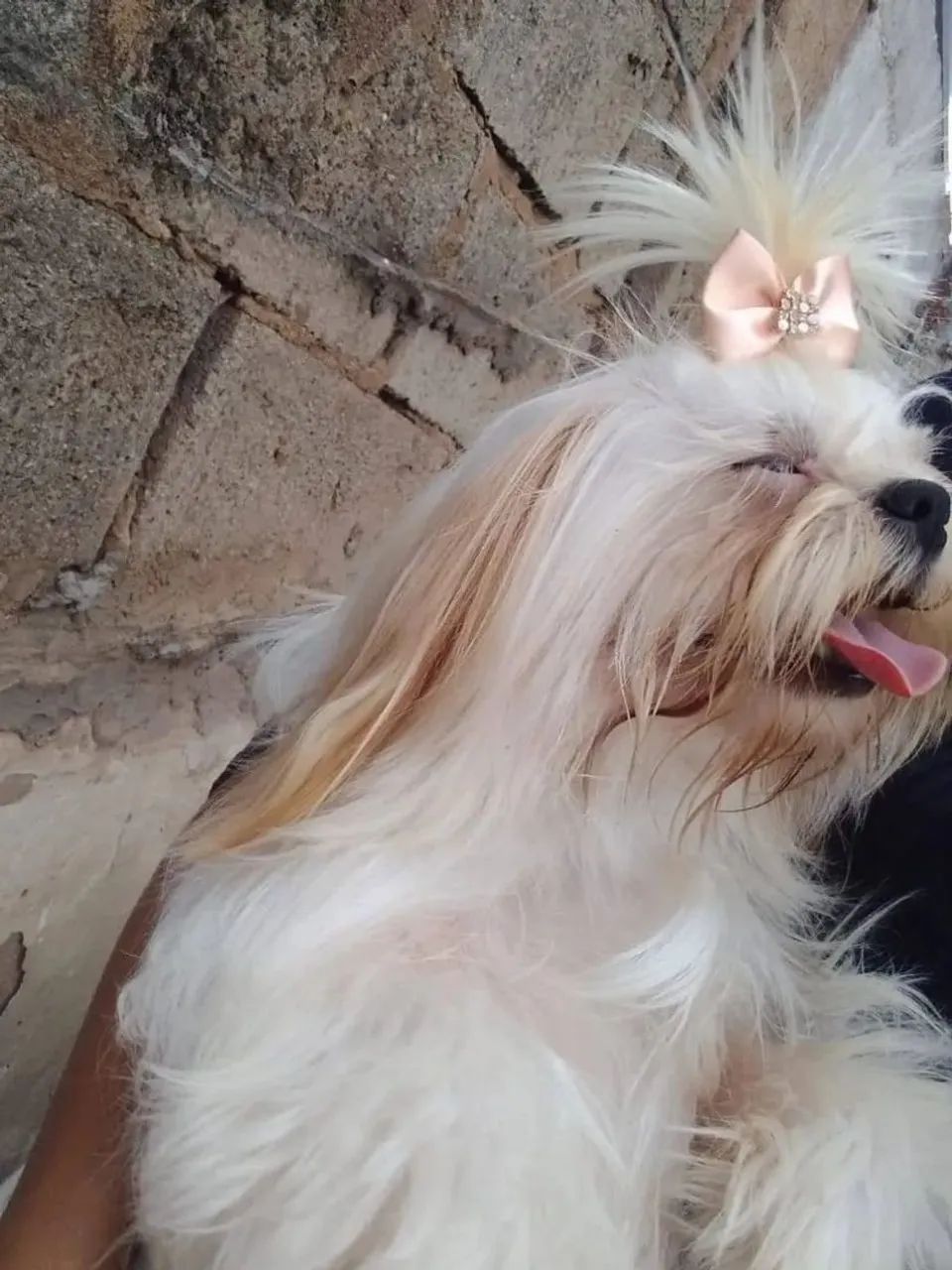 Filhote macho de lhasa apso  - Foto 4