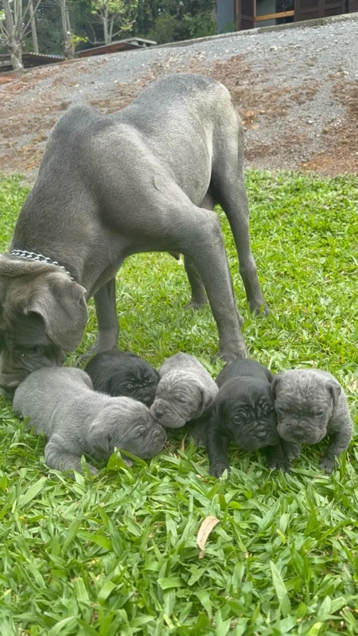 Filhotes Cane Corso Italiano 