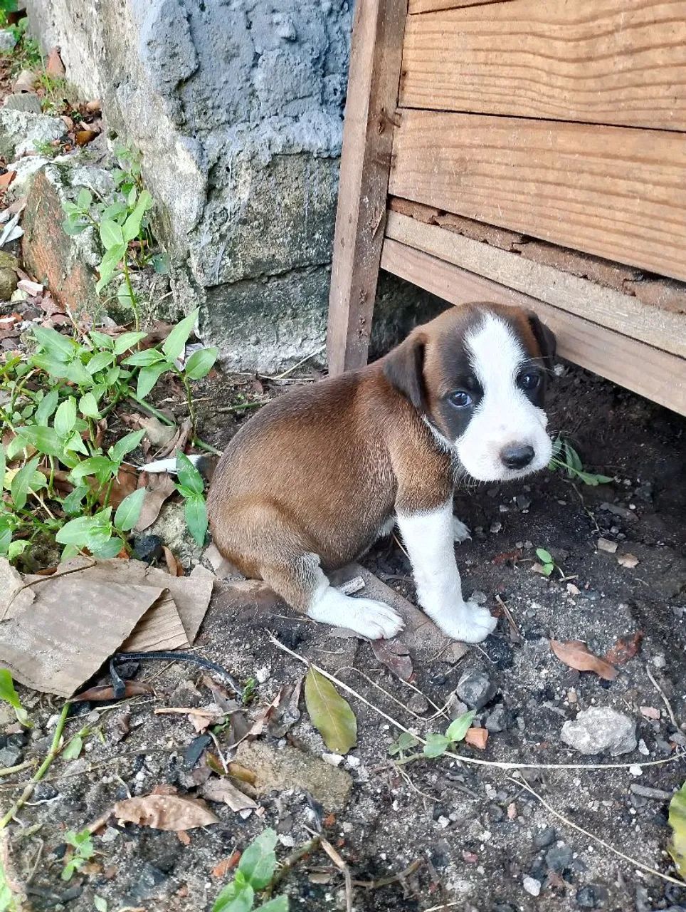 Doação de cachorrinhas 