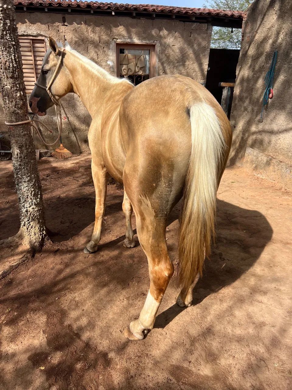 VENDO QUARTO DE MILHA 3 anos e meio  - Foto 2