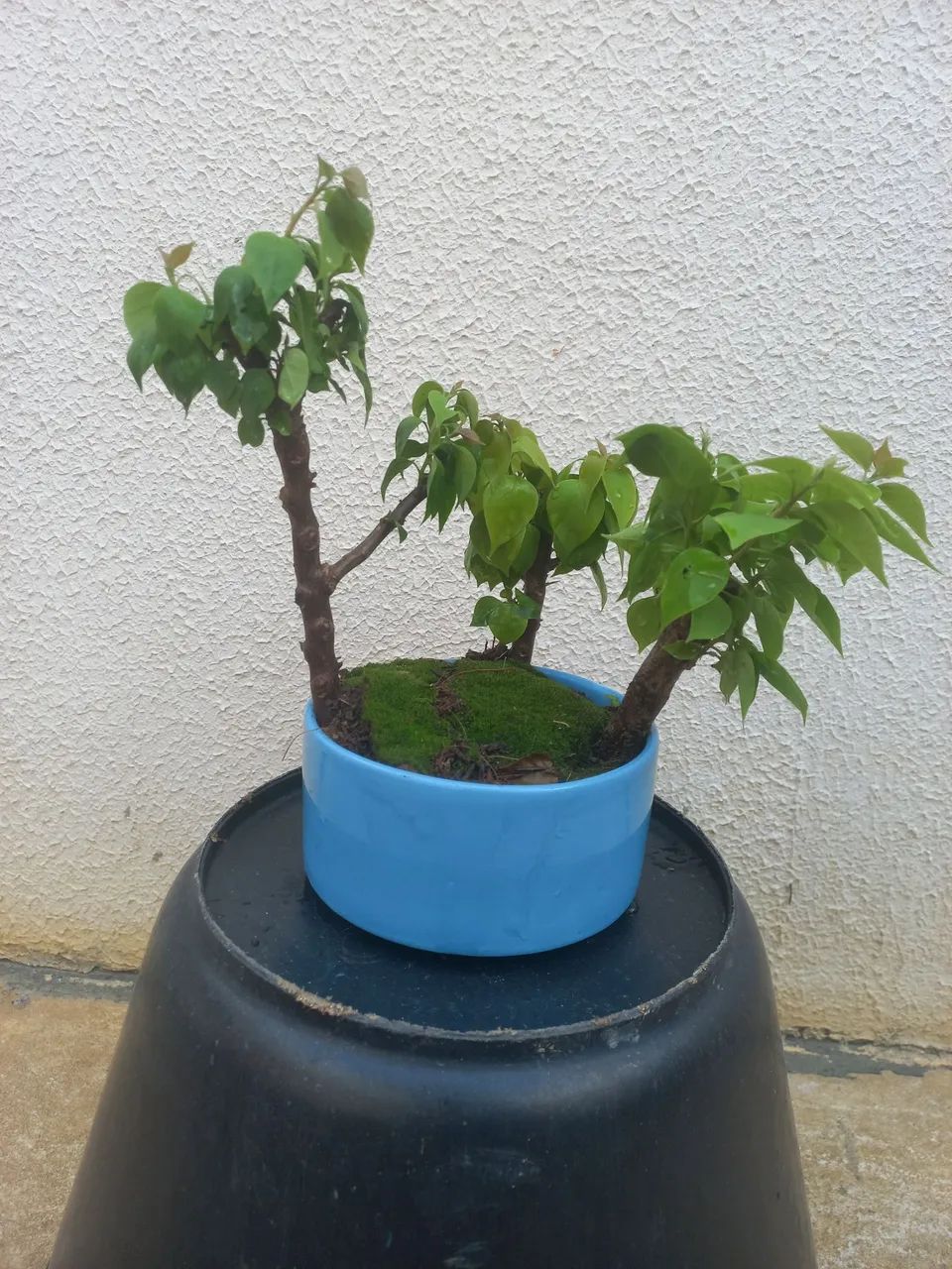 BONSAI buggaville bosque - Foto 3
