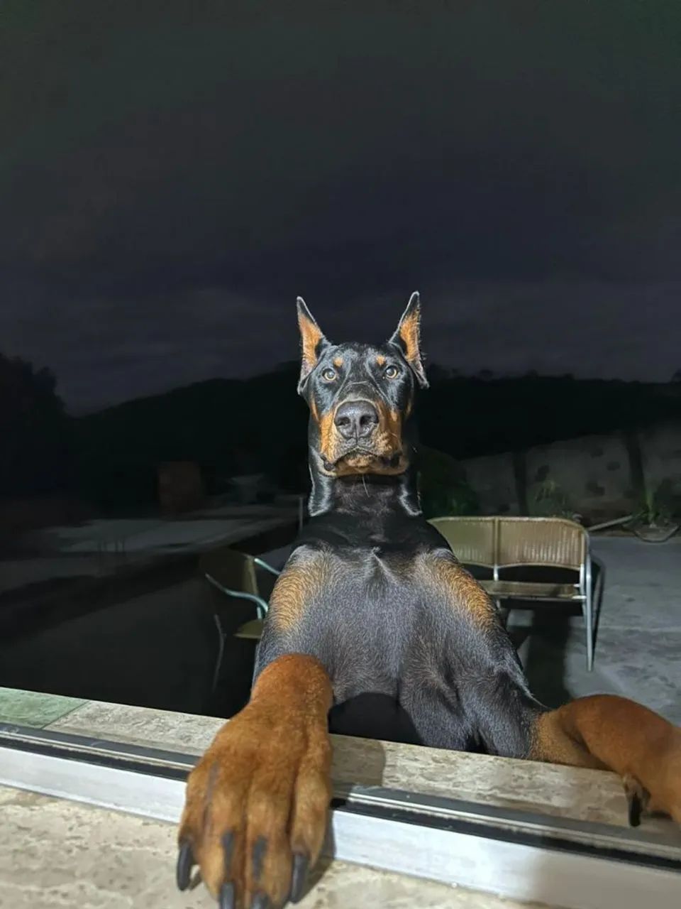Filhote de doberman  - Foto 3