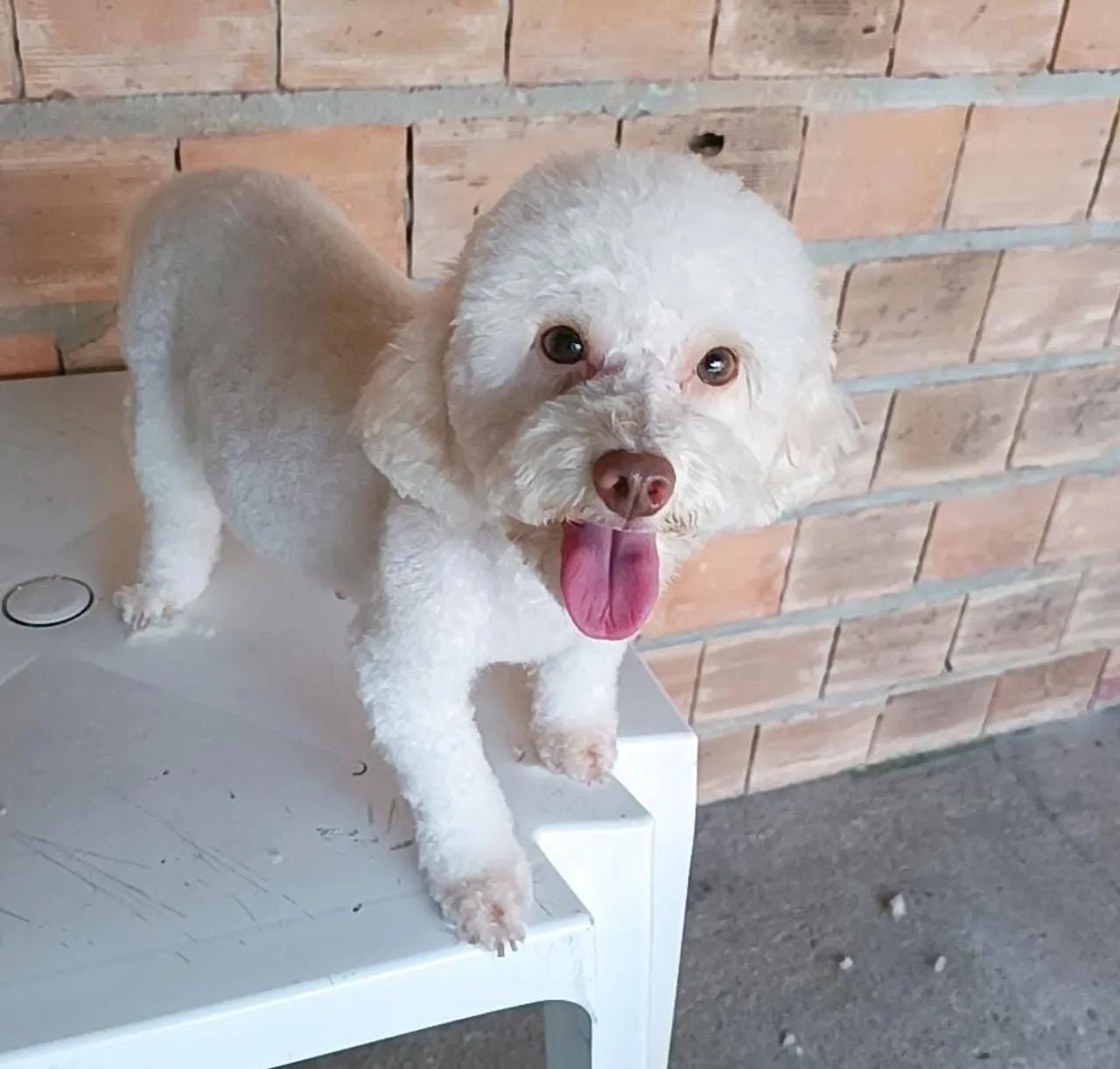 Poodle toy  - Foto 4