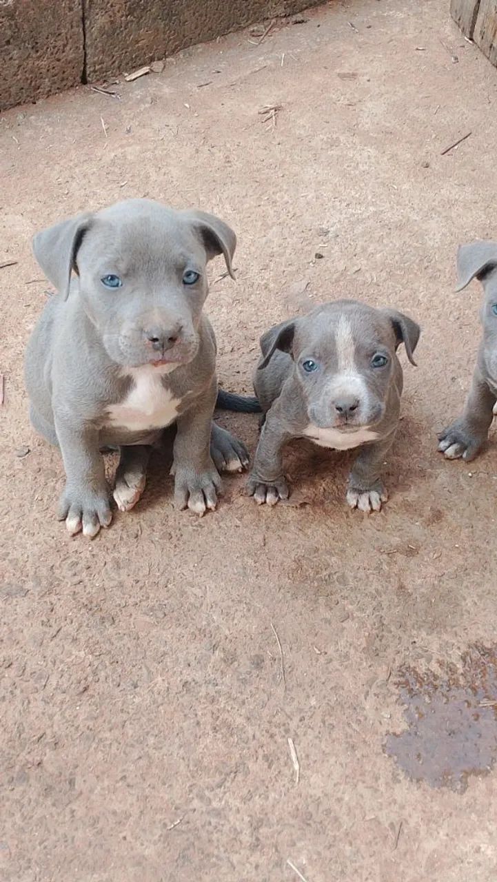Cachorro  - Foto 3