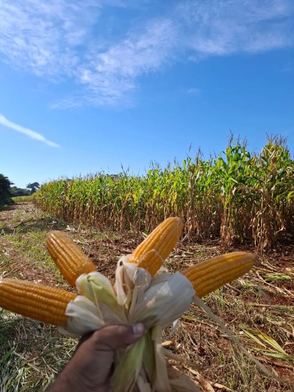 Silagem de milho  - Foto 2