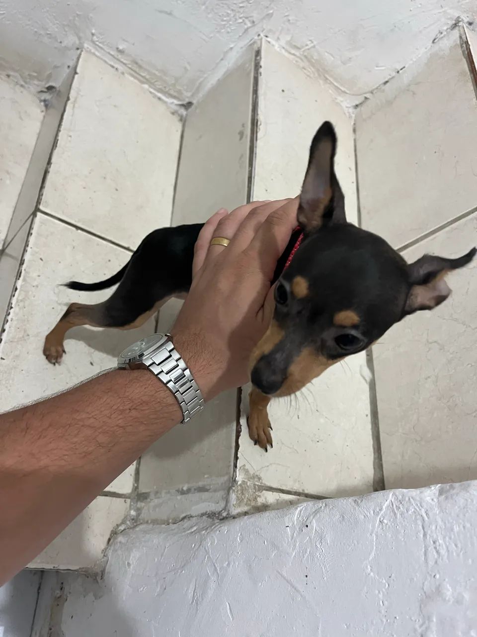 Pinscher 0 dócil  - Foto 2