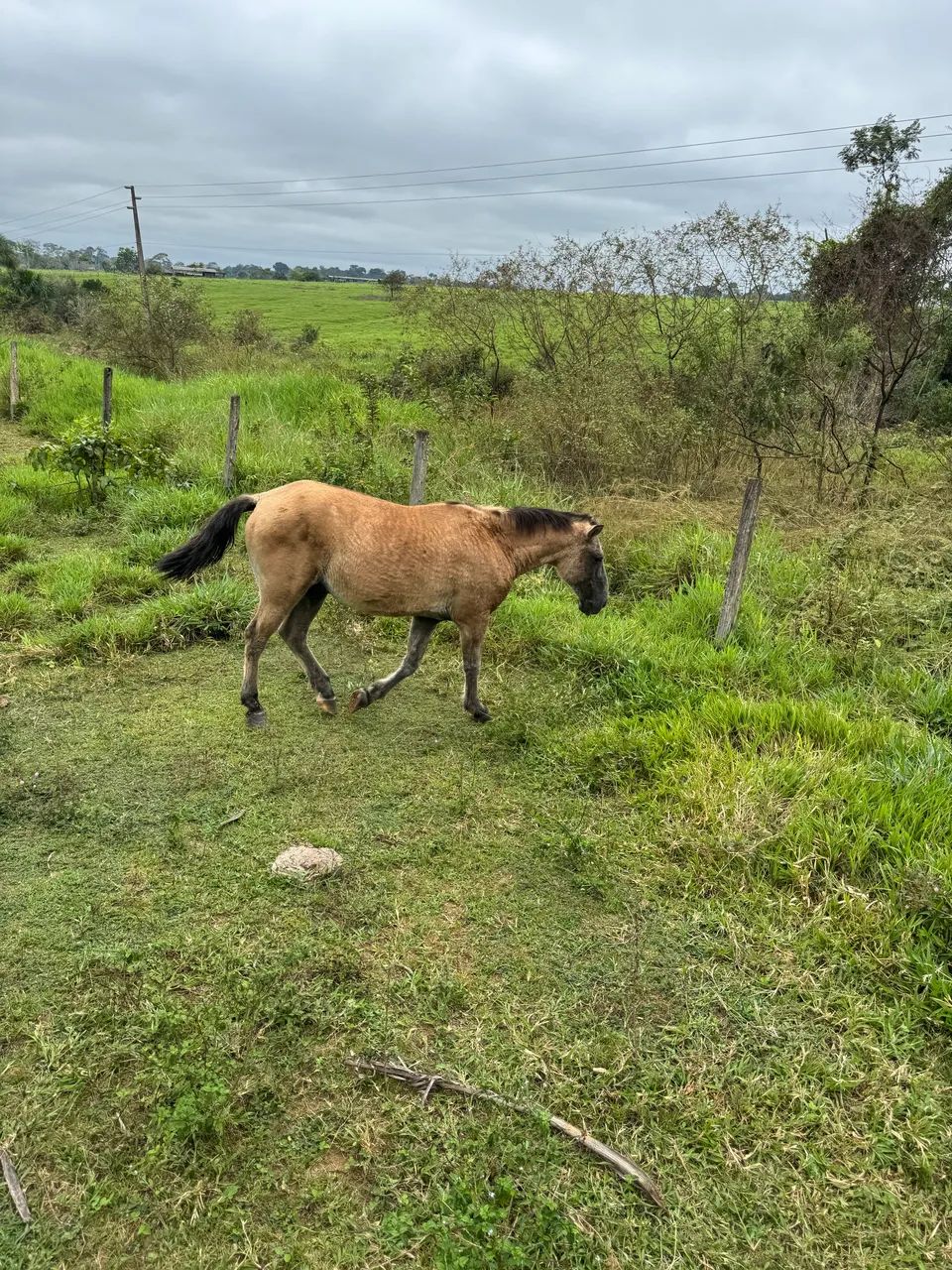 Cavalos - Foto 4