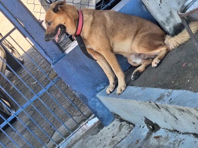CAO SRD PARA CRUZAR - Foto 2