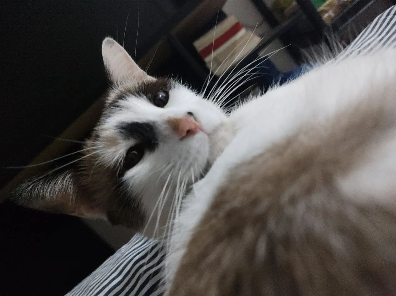 Adoção responsável - Foto 3