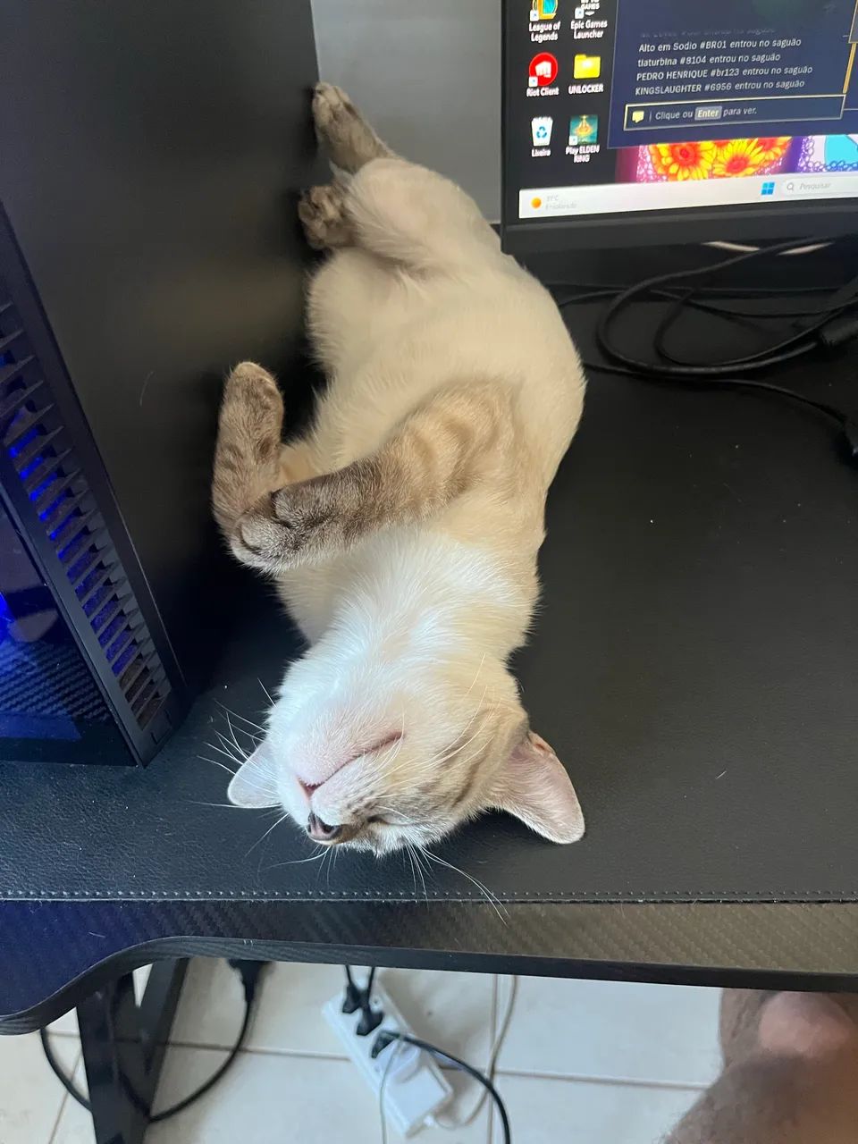 Doa-se gatinhas - Foto 5