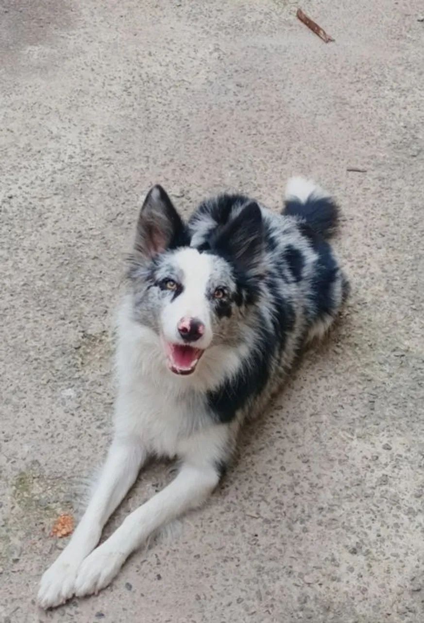 Boder Collie  FEMEA .. Merle - Foto 2