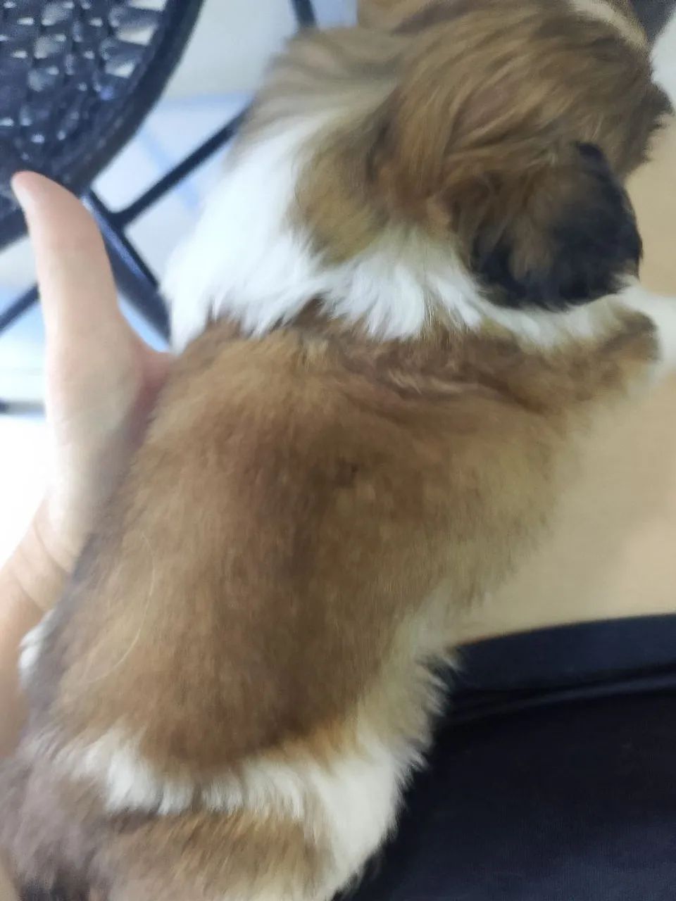 Lindo machinho Shitzu  - Foto 4