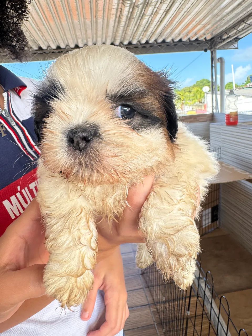 Shih Tzu 1.500 - Foto 4
