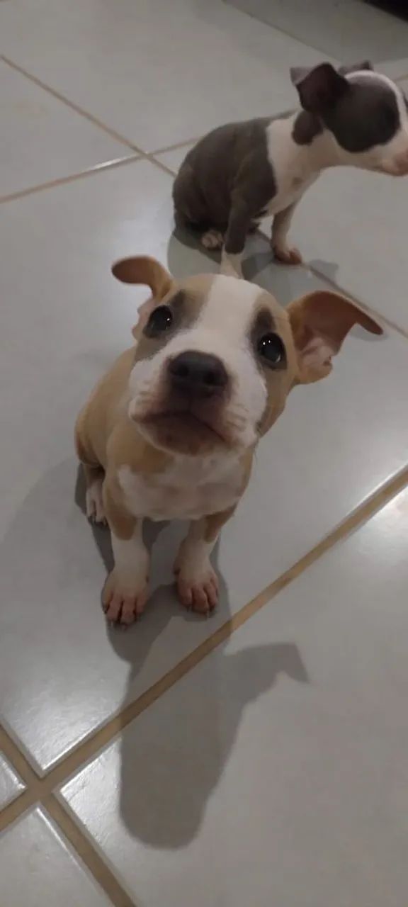 Vendo American Staffordshire  - Foto 3
