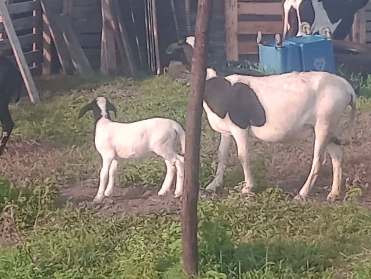 Ovelha doper parida de fêmea  - Foto 4