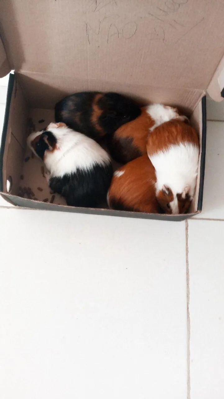 Porco da india 