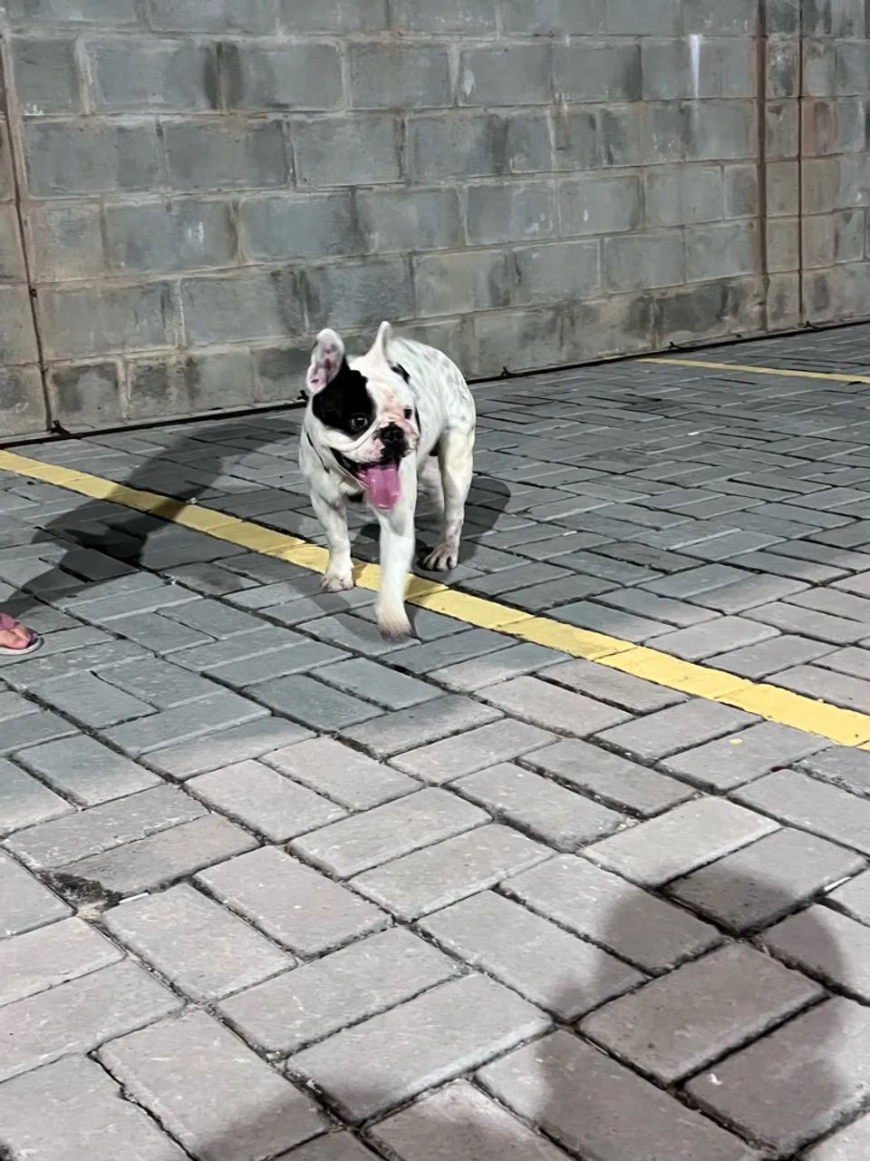 Buldogue francês macho 1 ano e 6 meses