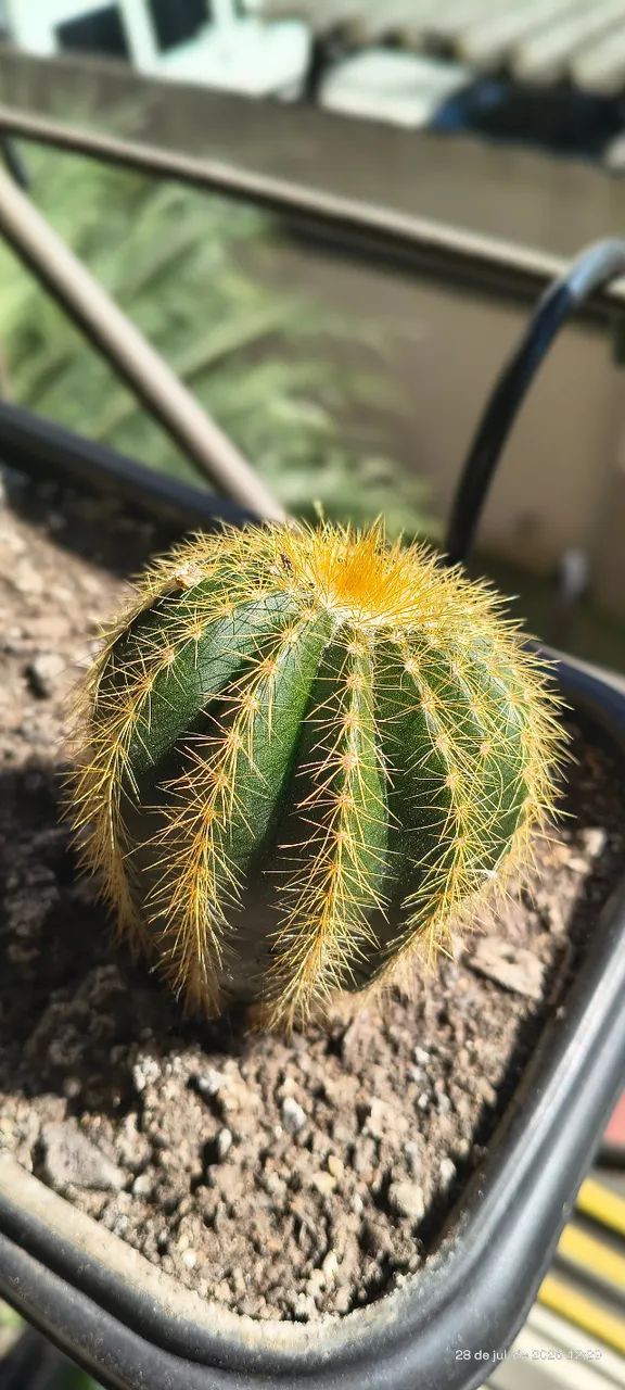 Cacto Parodia Magnifica