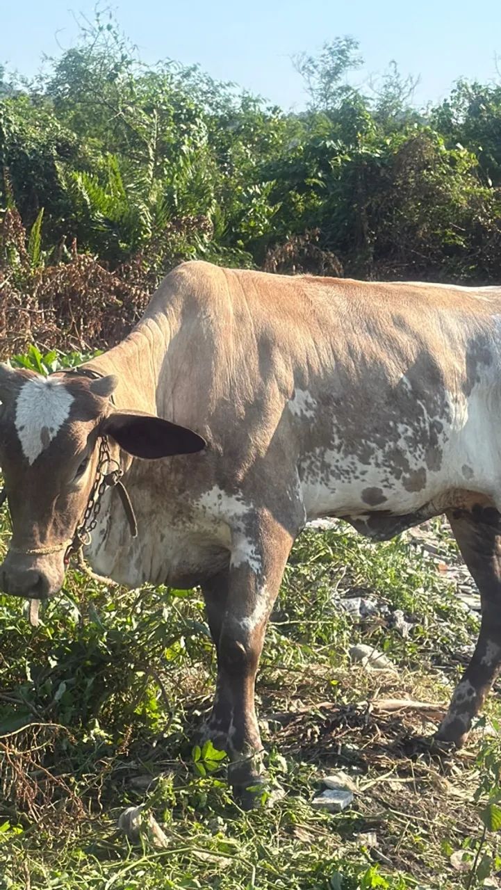 Vaca - Foto 3