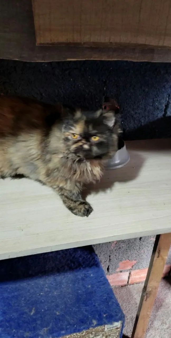 Gato