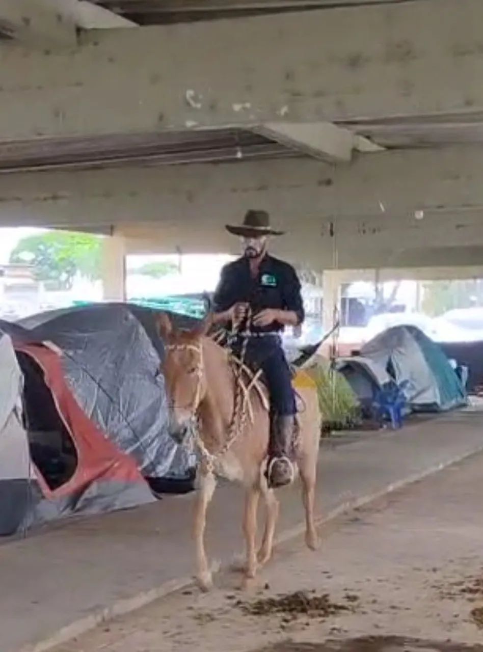 PRINCESA - Mula Marcha Picada Registrada - Foto 4