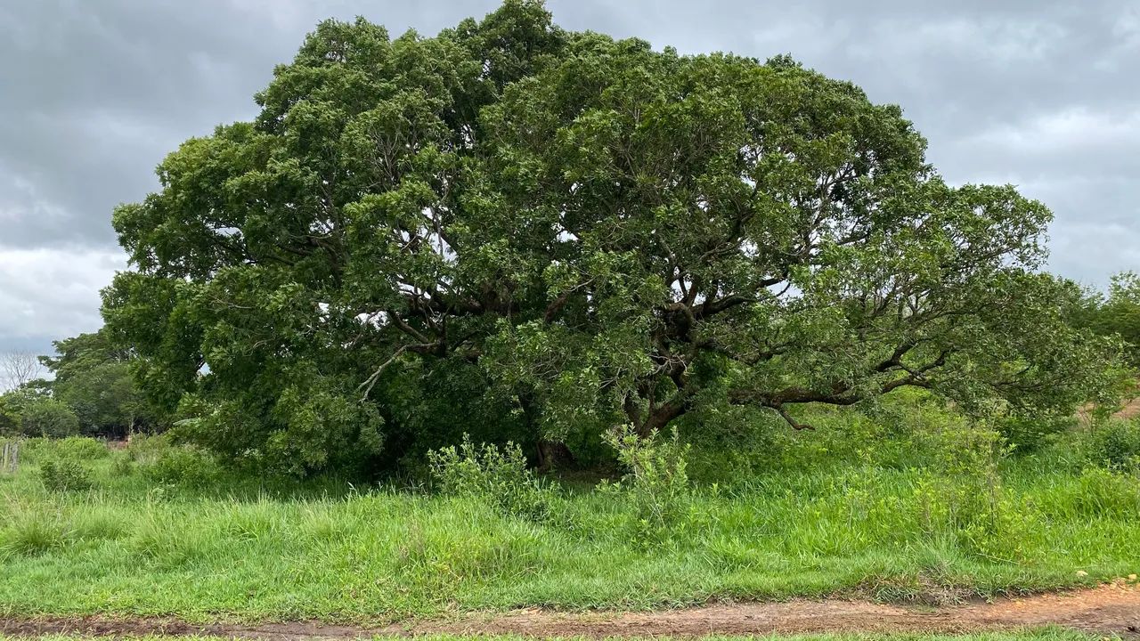 Chacara de 1.100mt todas com energia em trindade! - Foto 2