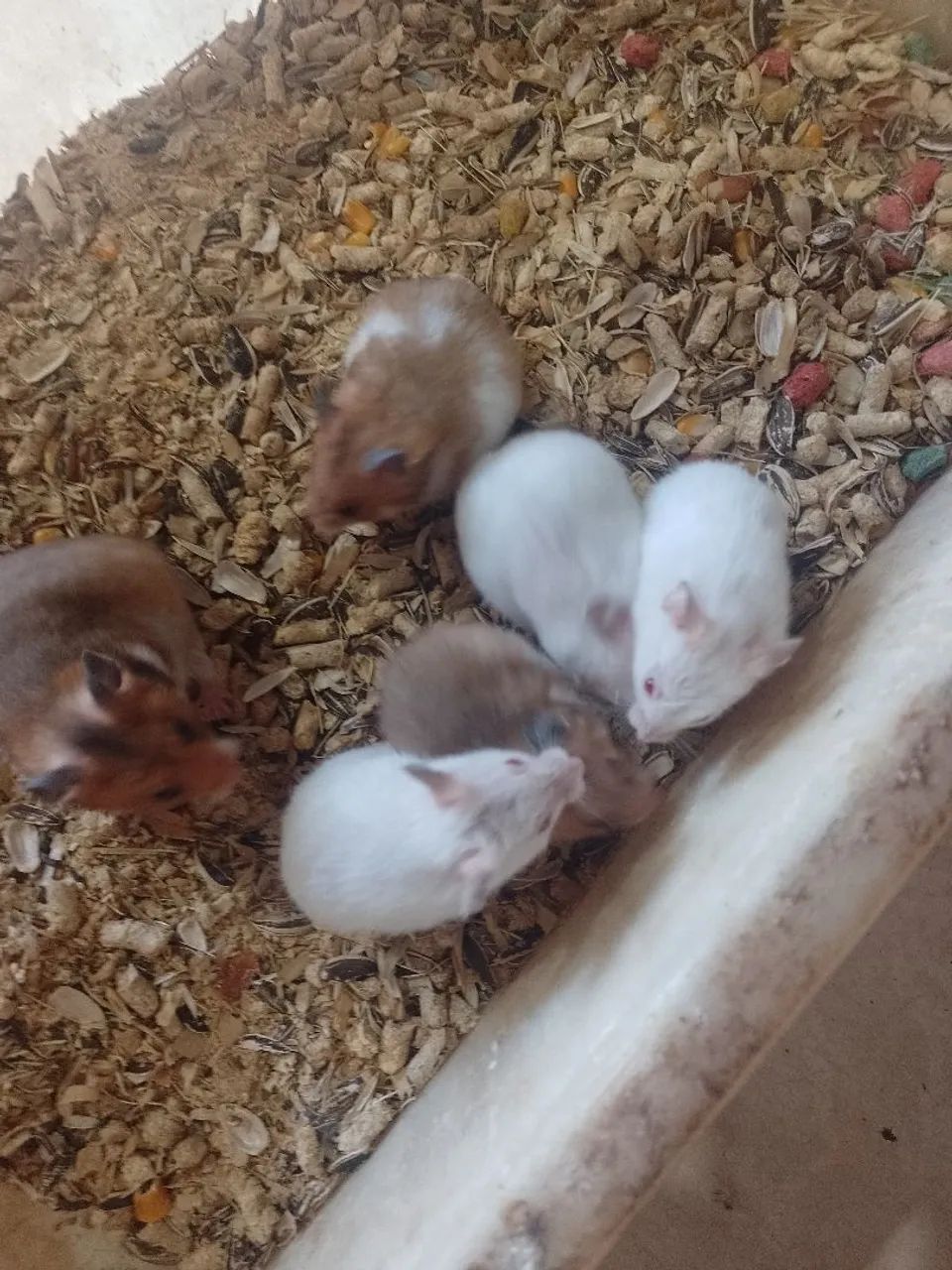 HAMSTER - Foto 2