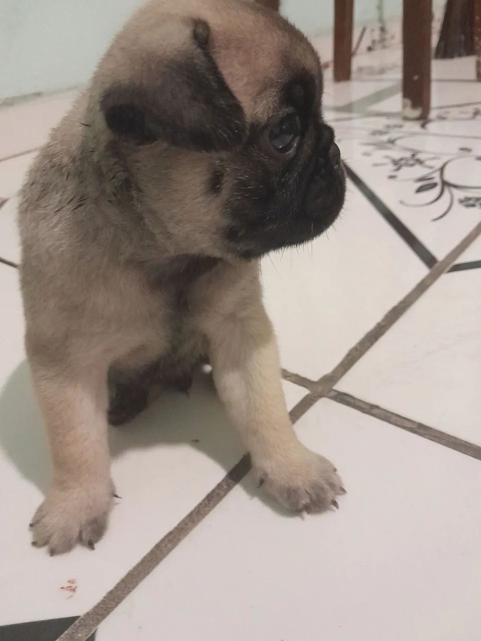 Pug  - Foto 2