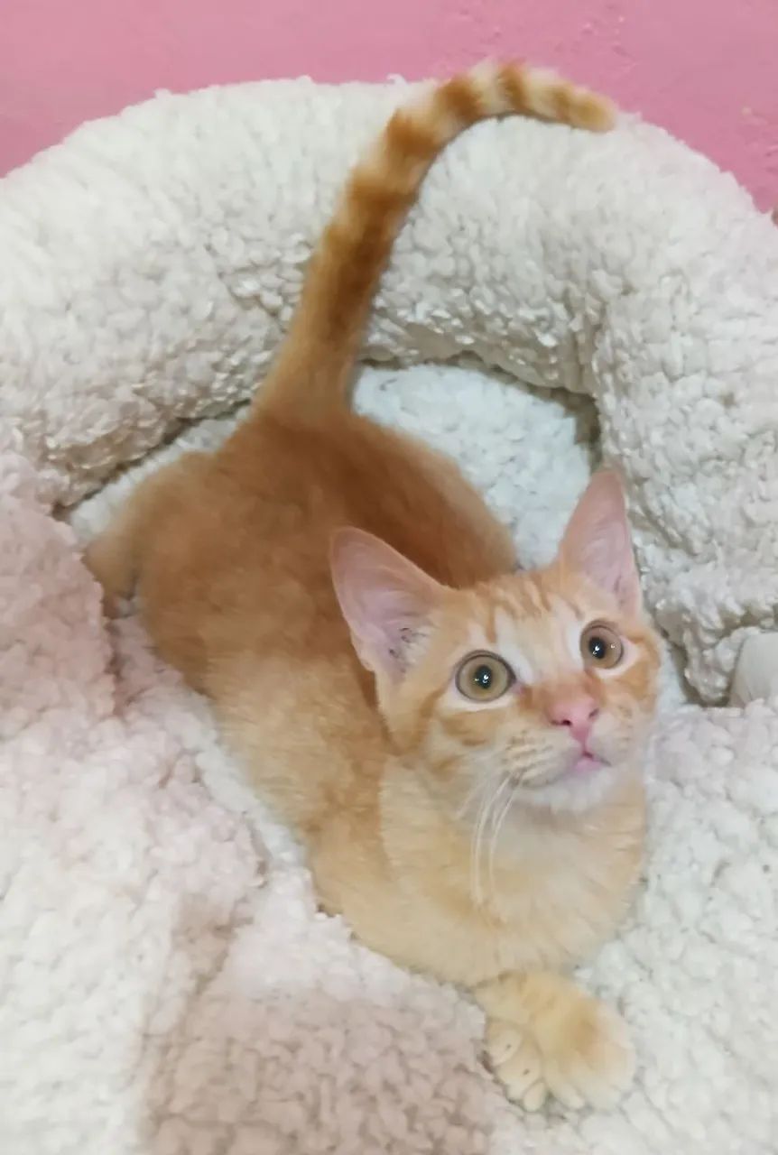 Gato filhote laranja amarelo ruivo
