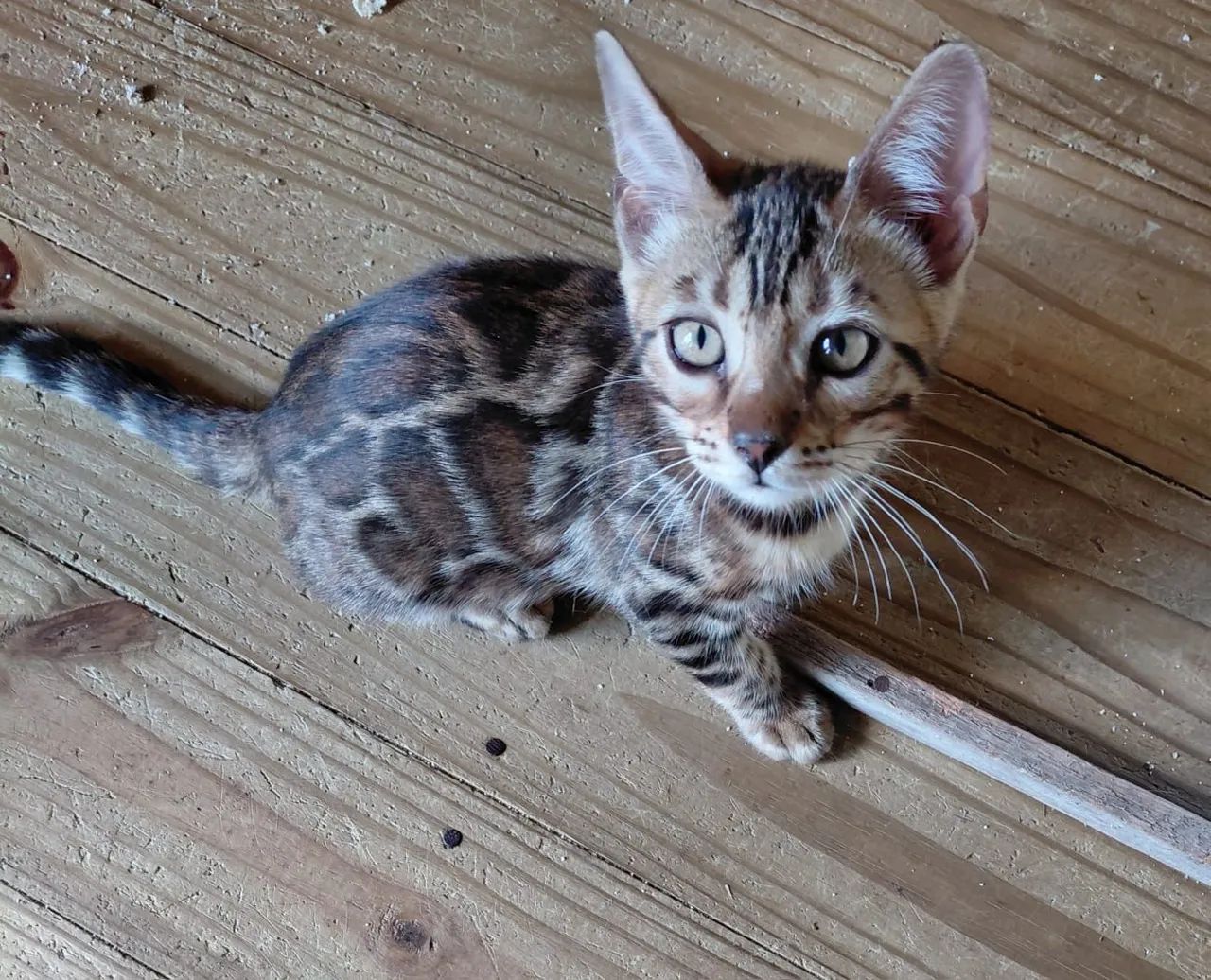 Gato bengal de estimação  - Foto 4