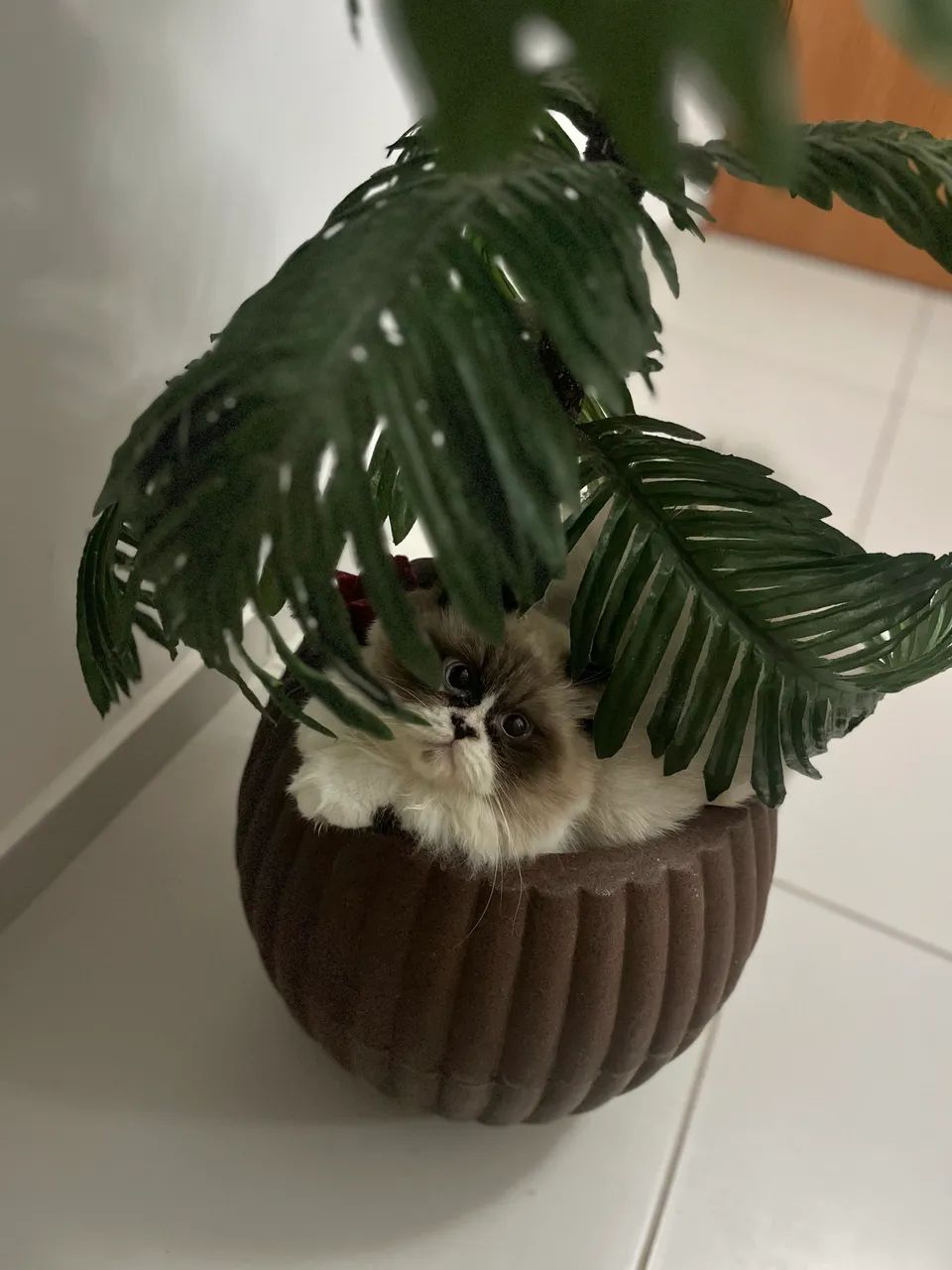 Persa de 1 ano e meio - Foto 6
