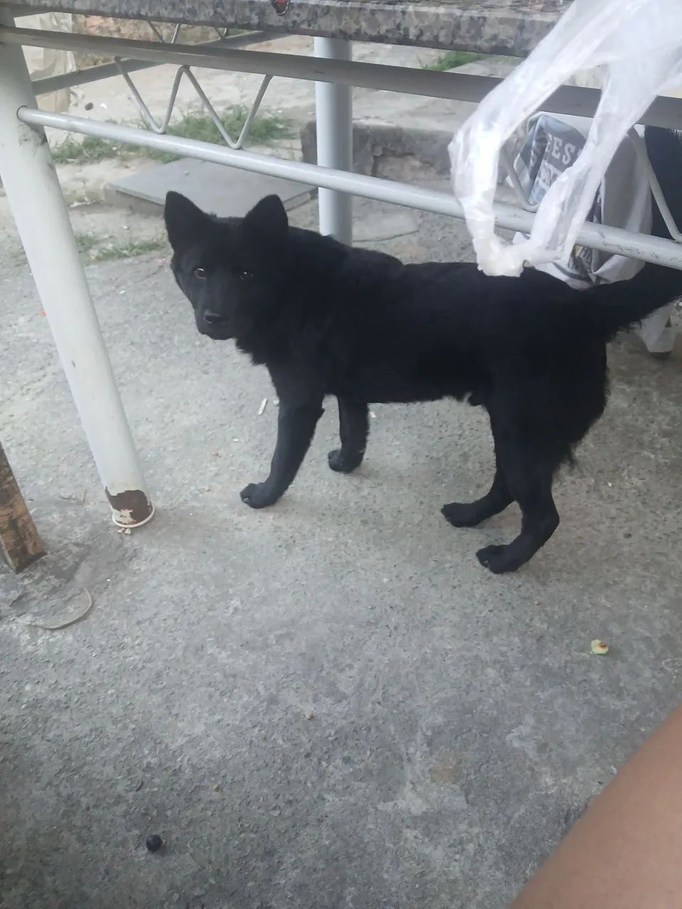 DOAÇÃO CACHORRO - Foto 2