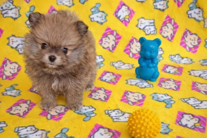 Filhotes de Lulu da Pomerânia - 60 dias, vacinados, criação familiar - Foto 3