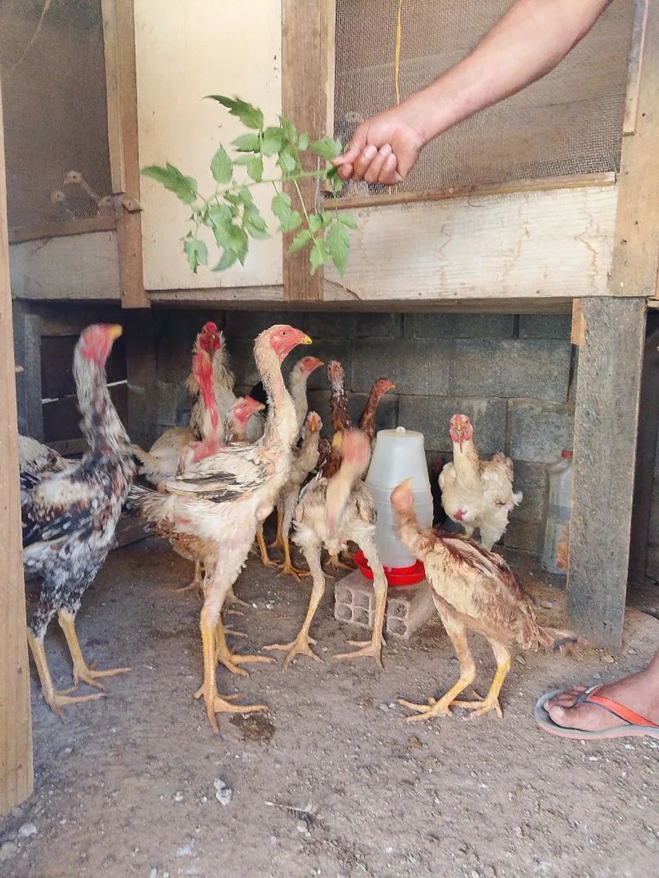 Frango índio  - Foto 3