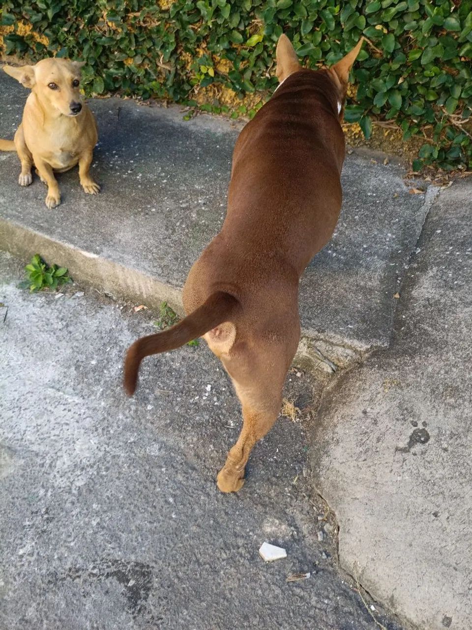 Doação de Pitbull  - Foto 3